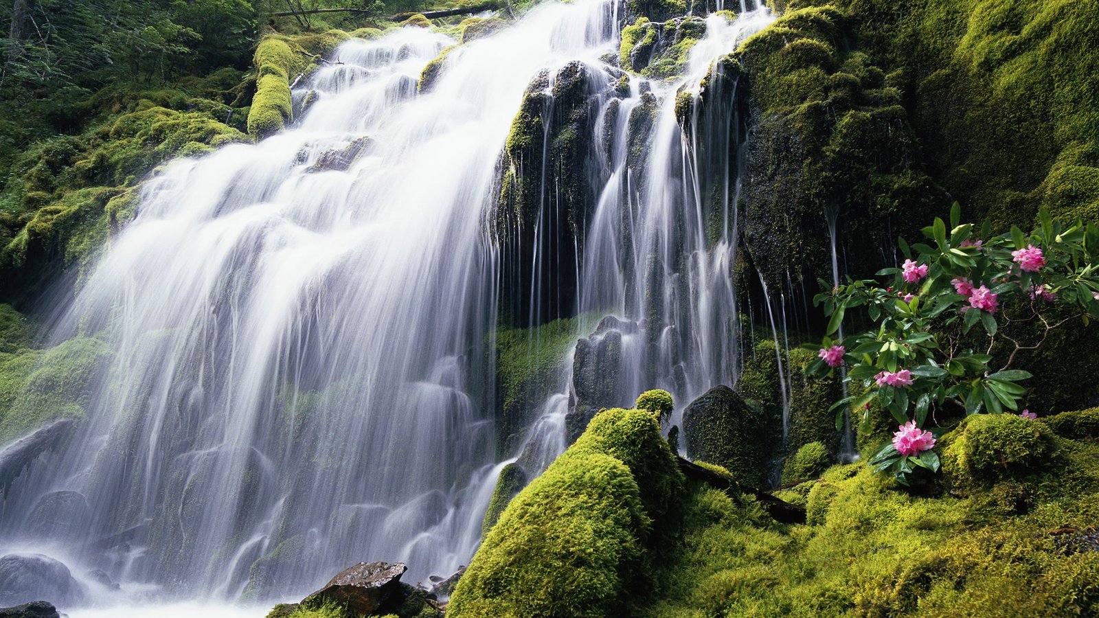 Обои цветы, камни, водопад, поток, мох, flowers, stones, waterfall, stream, moss разрешение 1920x1200 Загрузить