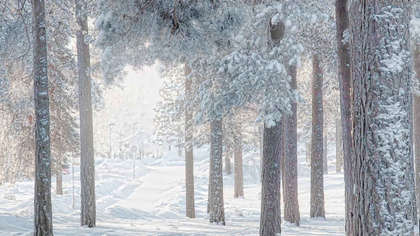 Обои деревья, снег, лес, зима, сосны, trees, snow, forest, winter, pine разрешение 2048x1364 Загрузить