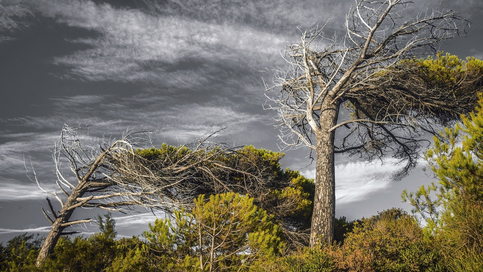 Обои небо, деревья, природа, тучи, лето, the sky, trees, nature, clouds, summer разрешение 2048x1365 Загрузить