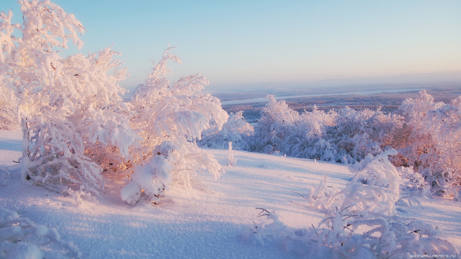 Обои небо, свет, деревья, снег, зима, горизонт, иней, the sky, light, trees, snow, winter, horizon, frost разрешение 1920x1080 Загрузить