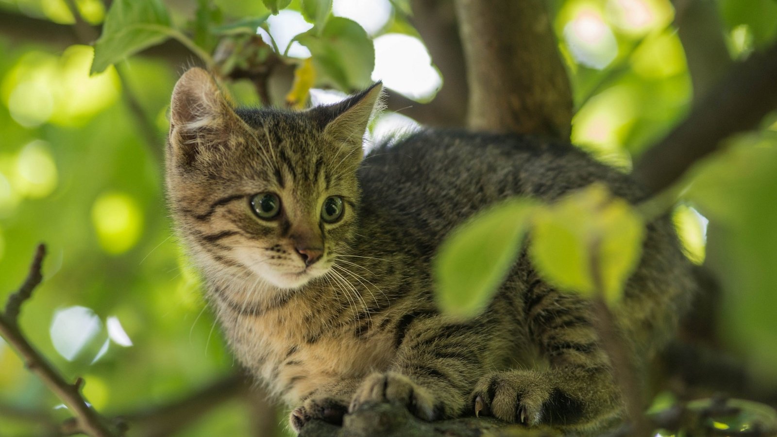 Обои дерево, листья, кот, мордочка, усы, ветки, кошка, взгляд, котенок, kitty, tree, leaves, cat, muzzle, mustache, branches, look разрешение 2048x1280 Загрузить