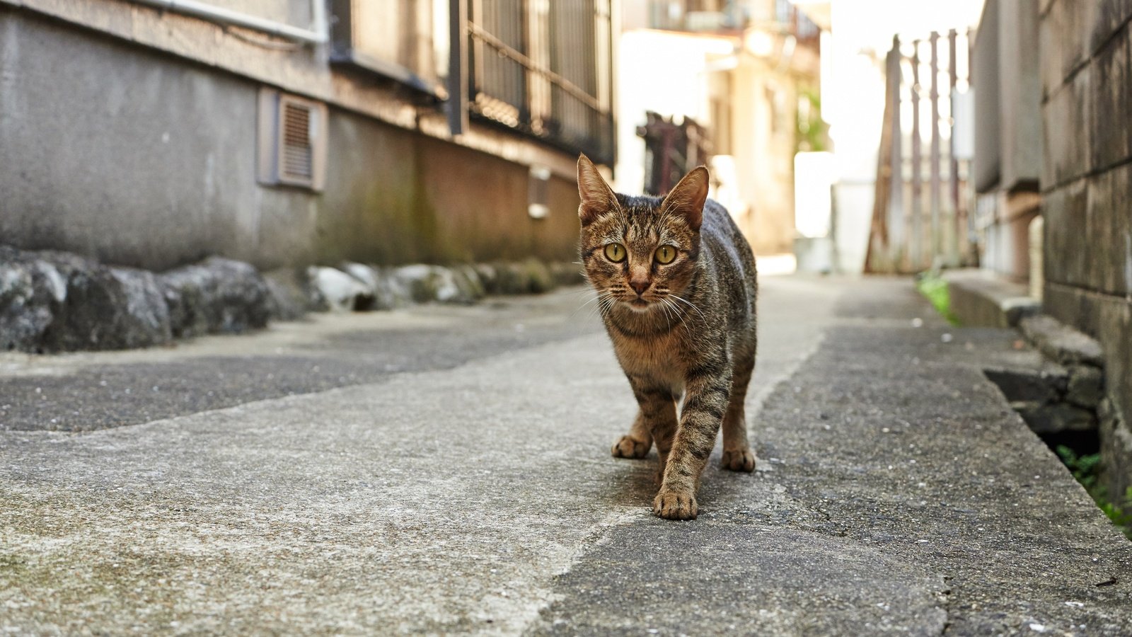 Обои дорога, кот, город, кошка, взгляд, дома, улица, двор, road, cat, the city, look, home, street, yard разрешение 5345x3006 Загрузить