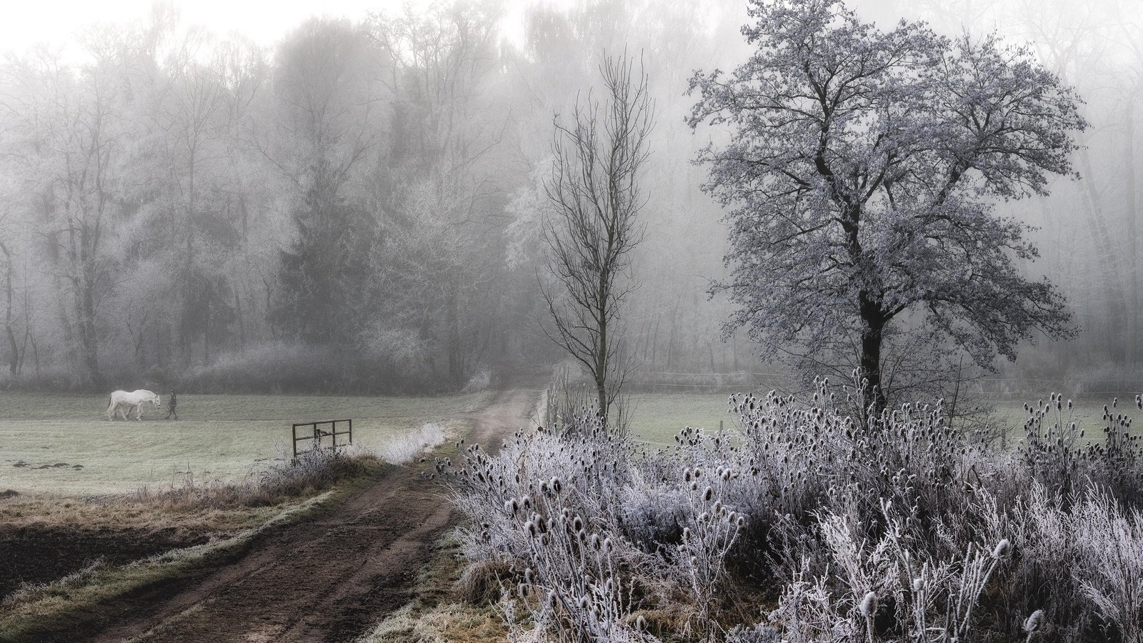 Обои дорога, лошадь, деревья, растения, туман, иней, road, horse, trees, plants, fog, frost разрешение 2048x1367 Загрузить