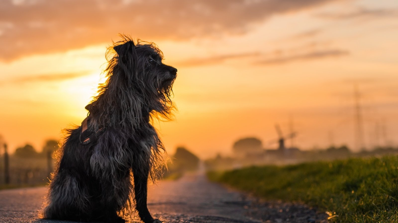 Обои дорога, закат, собака, дворняга, лохматая, дворняа, road, sunset, dog, mongrel, shaggy, dornaa разрешение 1920x1274 Загрузить