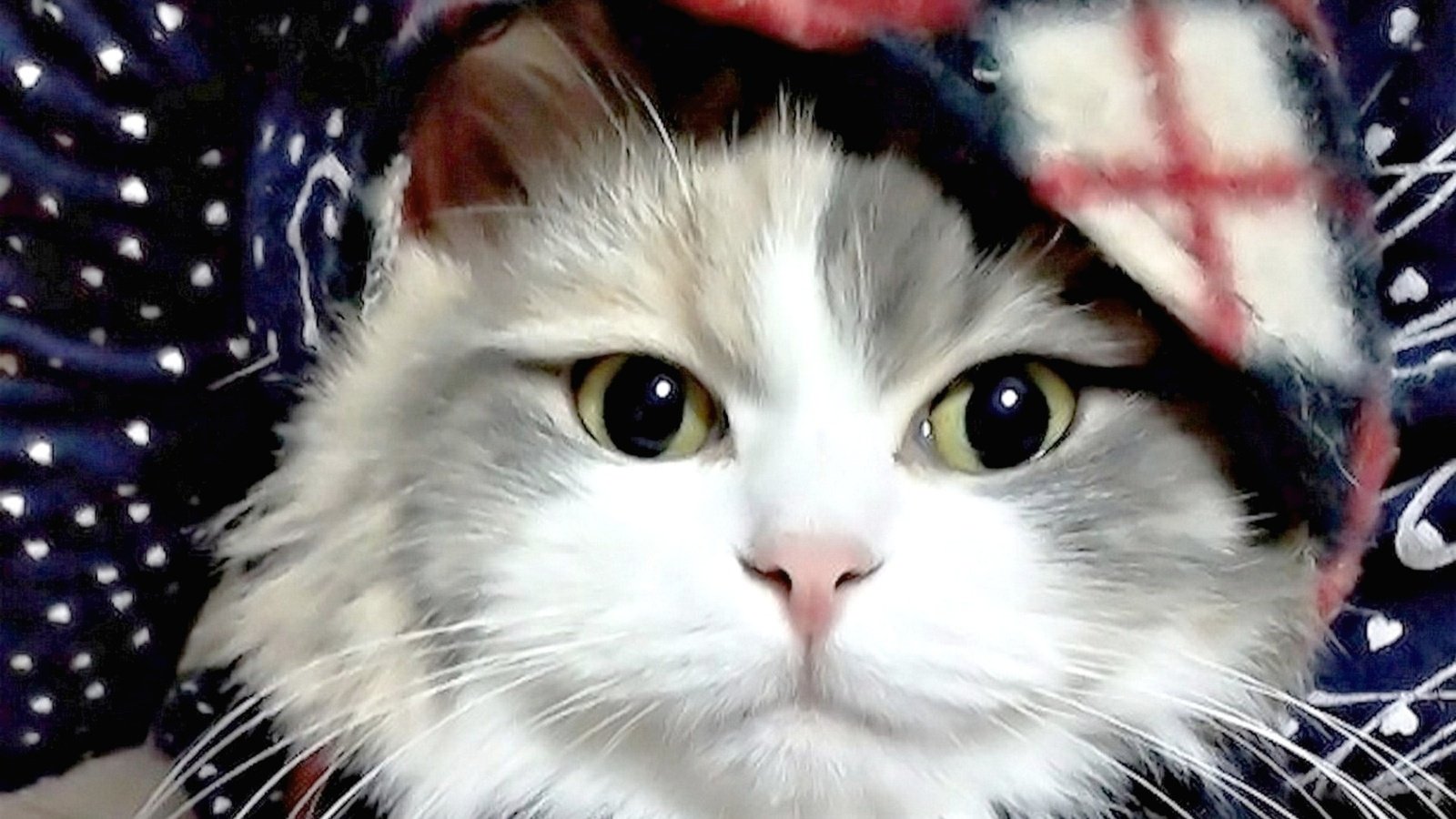 Обои фон, кот, мордочка, усы, кошка, взгляд, шарф, background, cat, muzzle, mustache, look, scarf разрешение 1920x1536 Загрузить