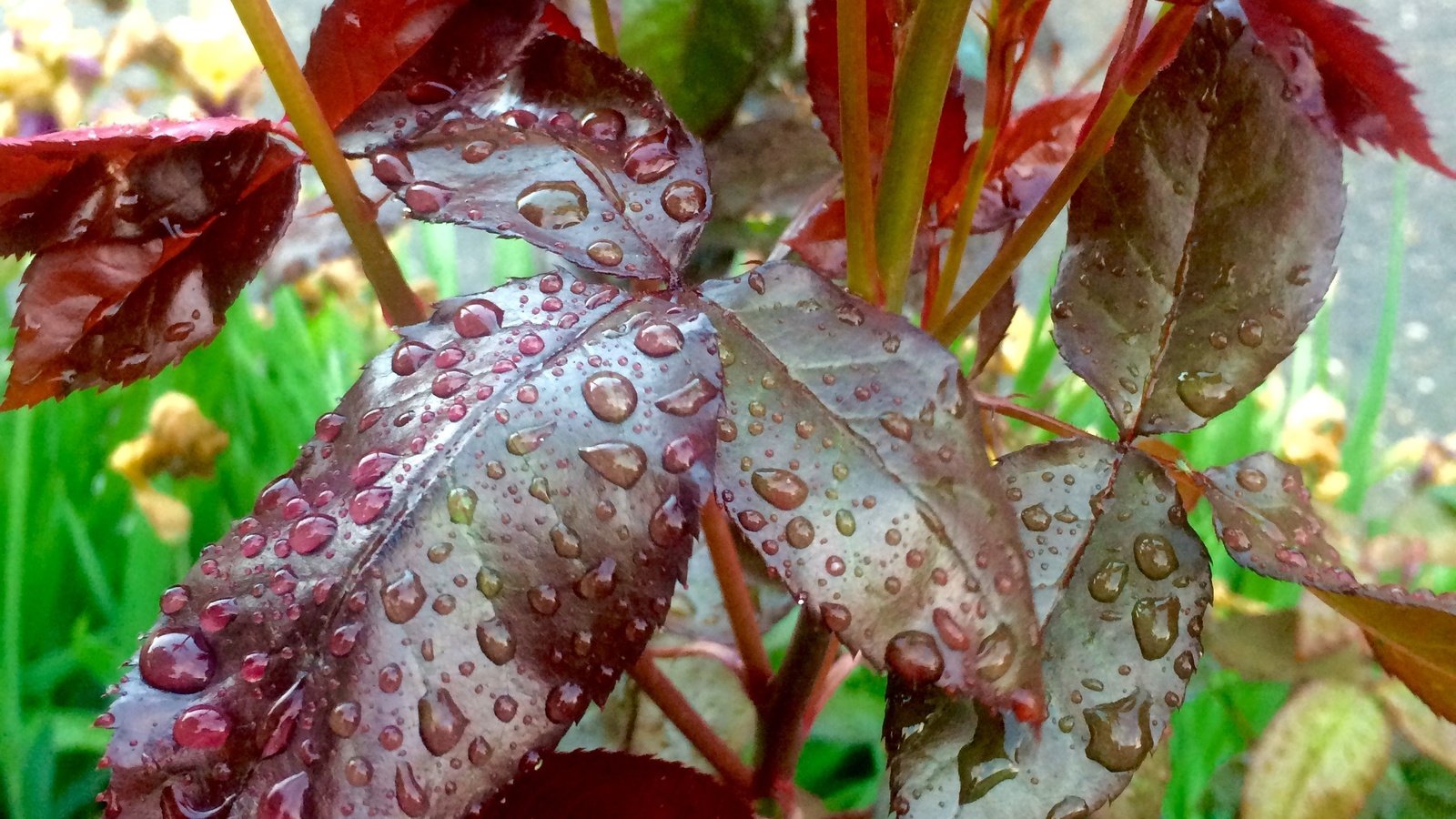 Обои листья, капли, капли воды, после дождя, leaves, drops, water drops, after the rain разрешение 2448x3264 Загрузить