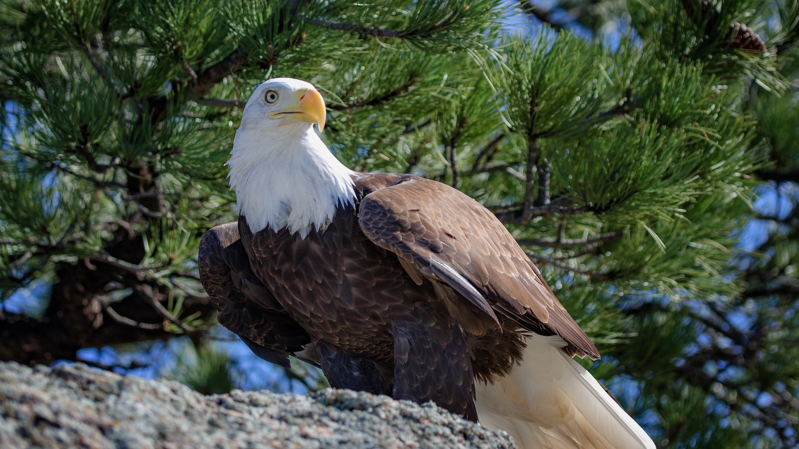 Обои хвоя, ветки, птица, клюв, перья, белоголовый орлан, needles, branches, bird, beak, feathers, bald eagle разрешение 4450x2503 Загрузить