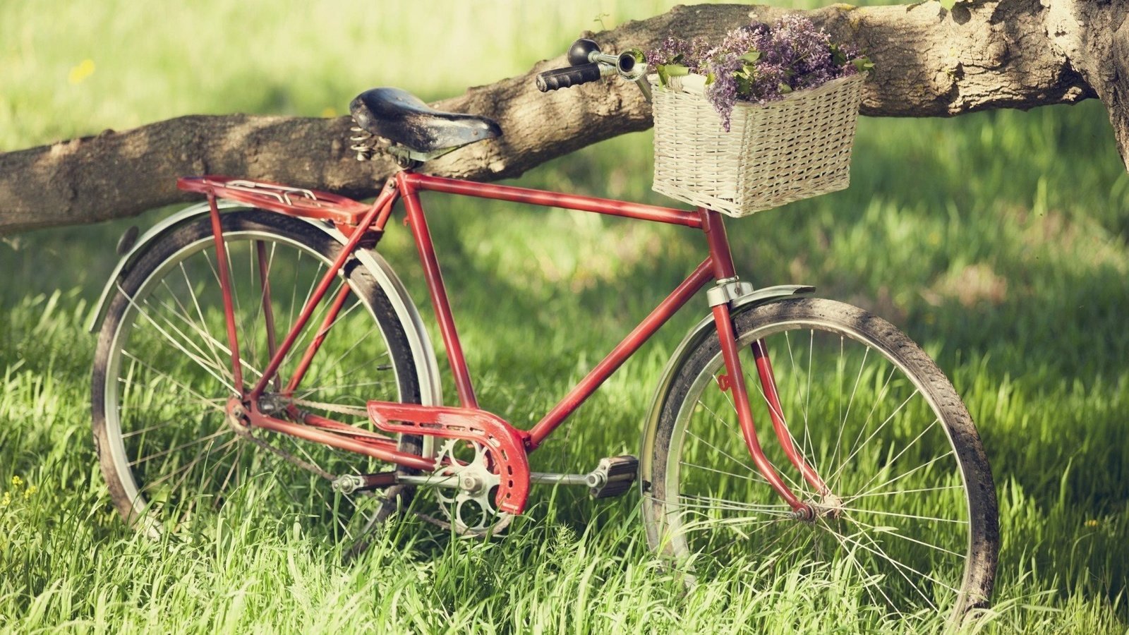 Обои корзинка с цветами, старый велосипед, a basket of flowers, old bike разрешение 1920x1200 Загрузить