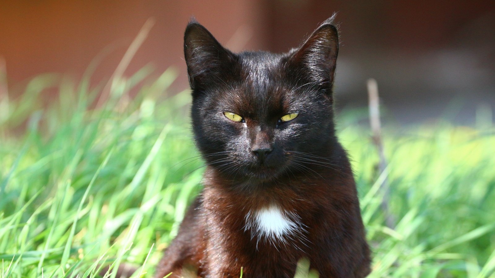Тростниковый кот черный