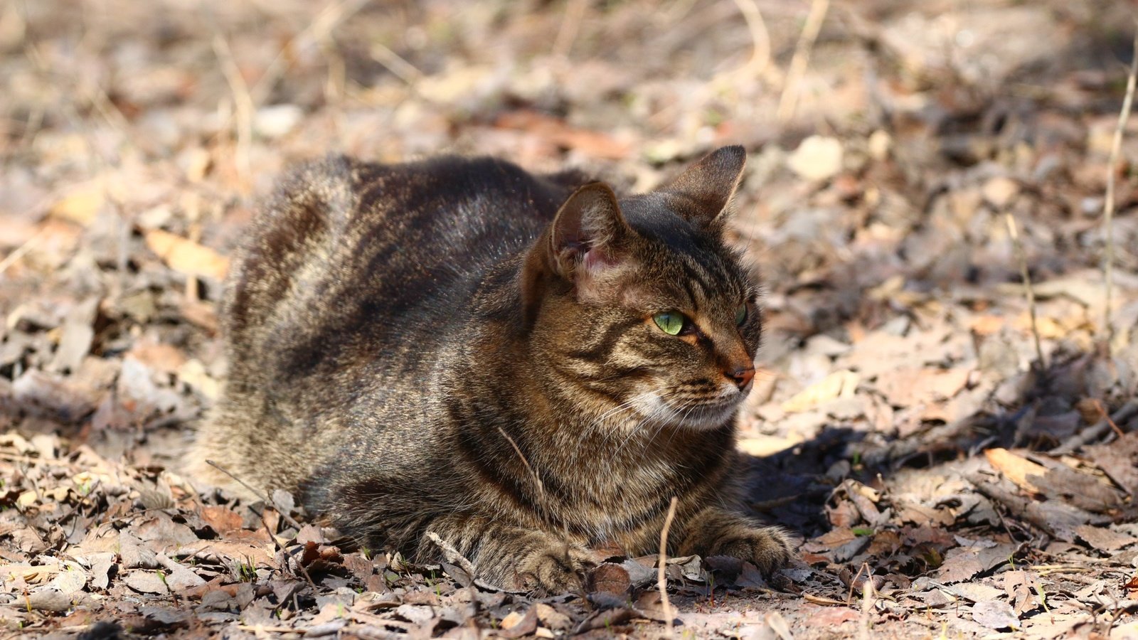 Обои кот, мордочка, усы, кошка, взгляд, сухие листья, cat, muzzle, mustache, look, dry leaves разрешение 1920x1280 Загрузить