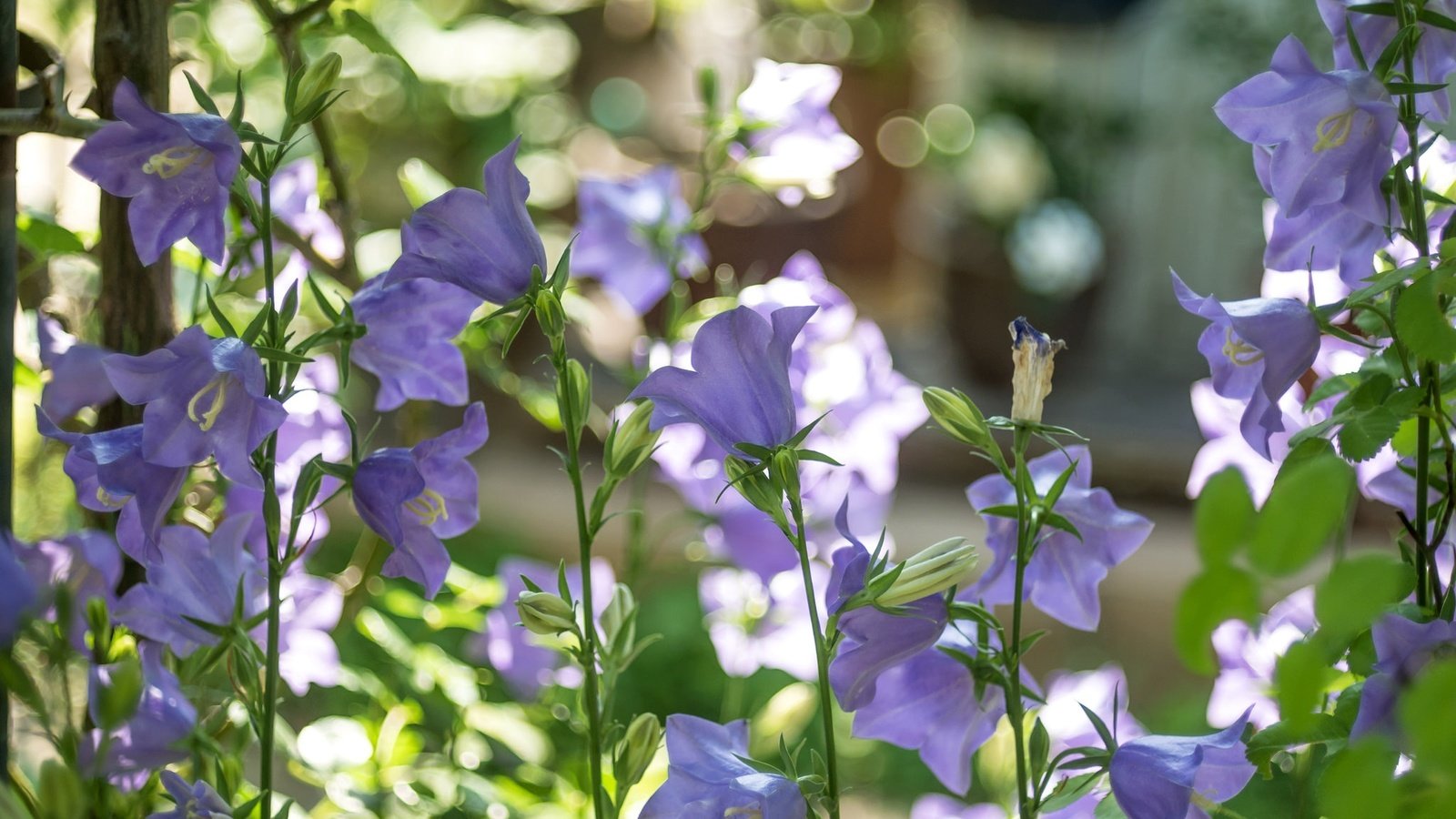 Обои цветы, лето, стебли, колокольчики, сиреневые, flowers, summer, stems, bells, lilac разрешение 2048x1152 Загрузить