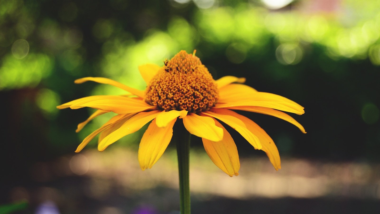 Обои макро, цветок, лето, лепестки, размытость, растение, macro, flower, summer, petals, blur, plant разрешение 4608x3072 Загрузить