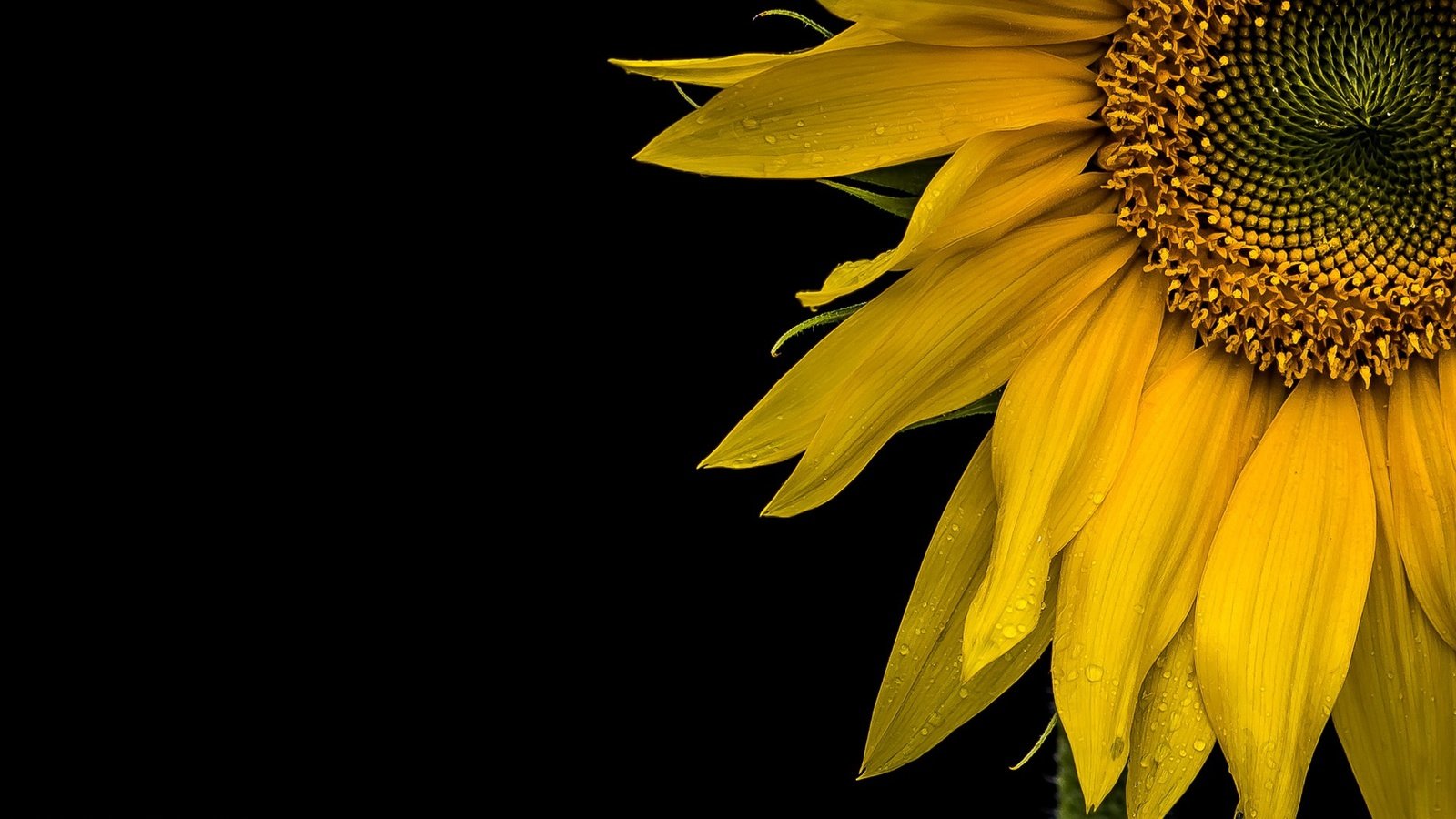 Обои желтый, макро, фон, цветок, лепестки, подсолнух, черный фон, yellow, macro, background, flower, petals, sunflower, black background разрешение 1920x1080 Загрузить