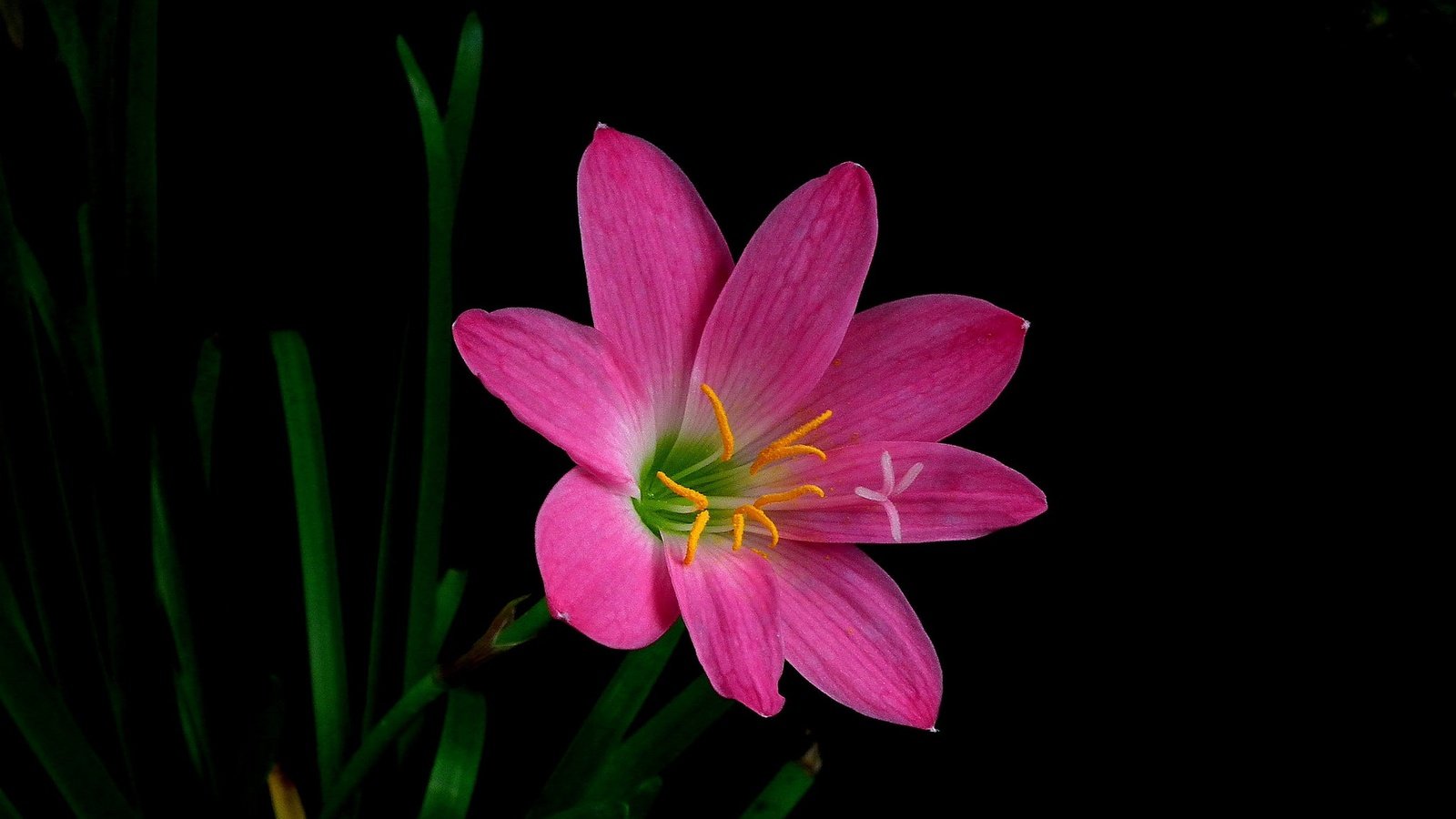 Обои макро, цветок, лепестки, черный фон, зефирантес, macro, flower, petals, black background, zephyranthes разрешение 2048x1225 Загрузить