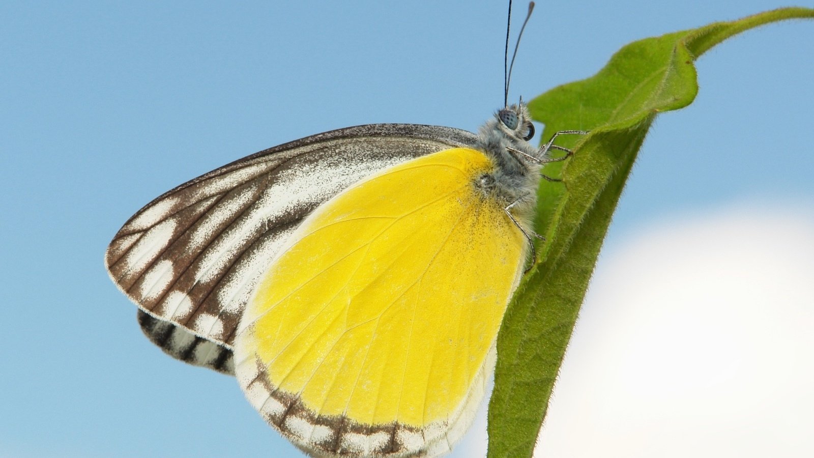 Обои небо, макро, бабочка, the sky, macro, butterfly разрешение 1927x1545 Загрузить