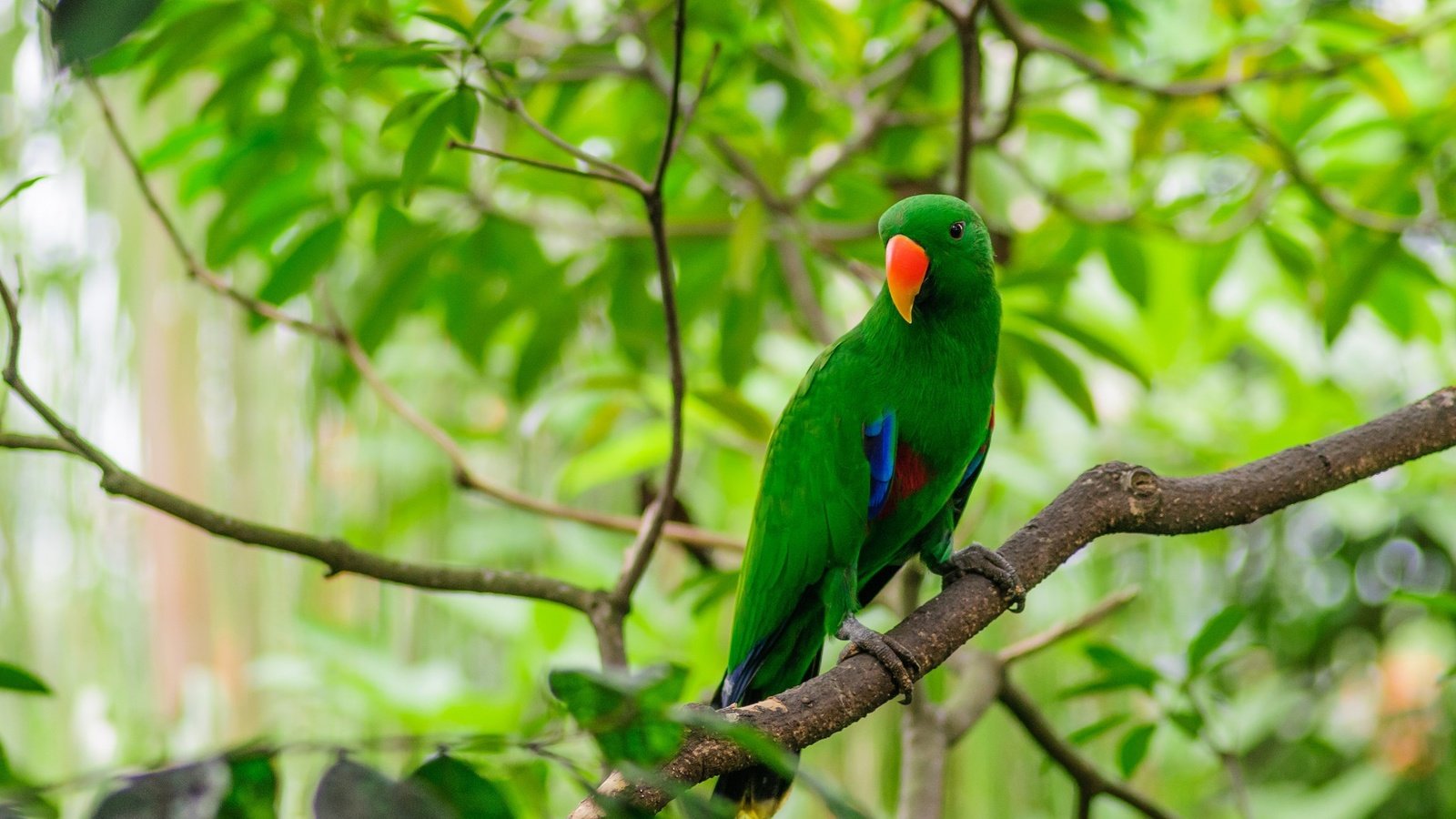 Обои ветки, птица, клюв, перья, попугай, попугай эклектус, branches, bird, beak, feathers, parrot, eclectus parrot разрешение 2048x1360 Загрузить