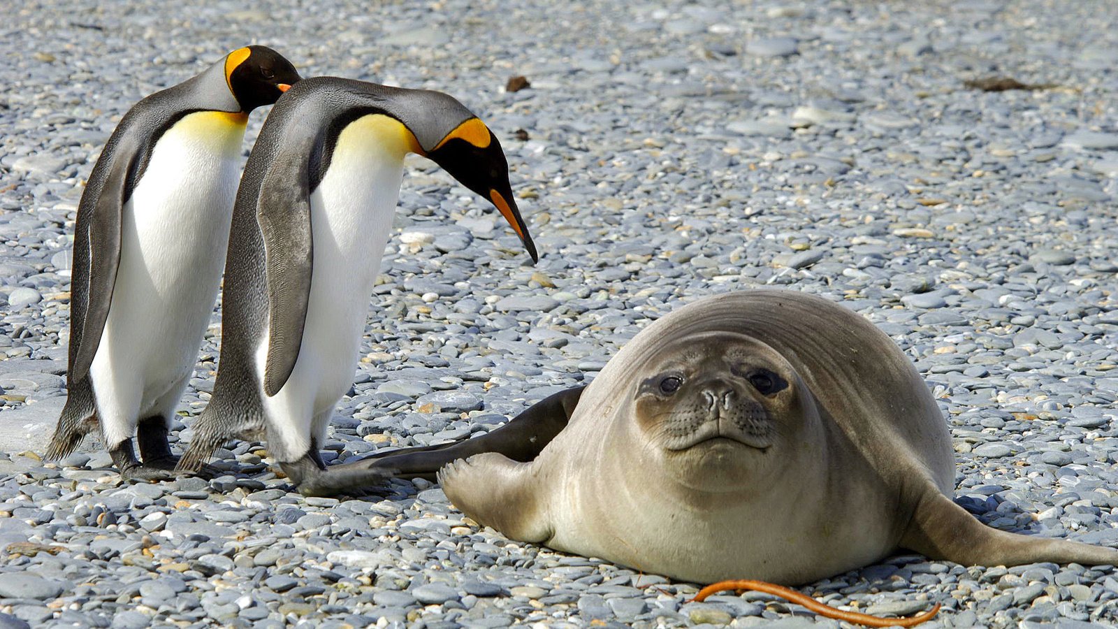 Обои природа, камни, животные, птицы, антарктида, тюлень, пингвины, nature, stones, animals, birds, antarctica, seal, penguins разрешение 2322x1382 Загрузить