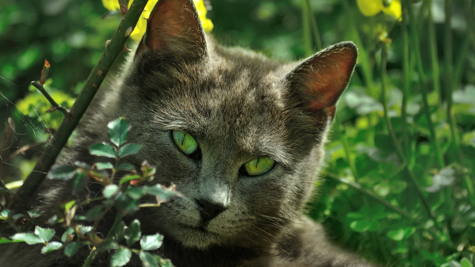 Обои природа, кот, листва, кошка, зеленые глаза, nature, cat, foliage, green eyes разрешение 2314x1537 Загрузить