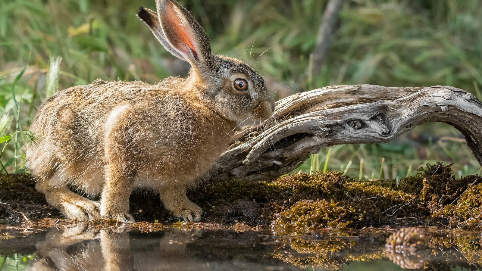 Обои природа, мордочка, взгляд, кролик, уши, заяц, милый, nature, muzzle, look, rabbit, ears, hare, cute разрешение 2048x1366 Загрузить