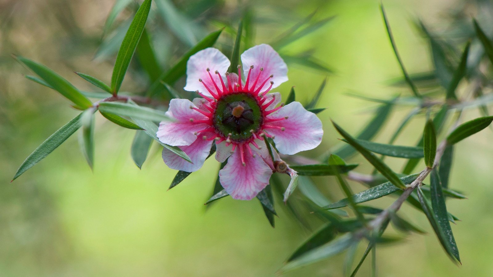 Обои природа, листья, цветок, лепестки, лептоспермум, nature, leaves, flower, petals, leptospermum разрешение 4288x2717 Загрузить