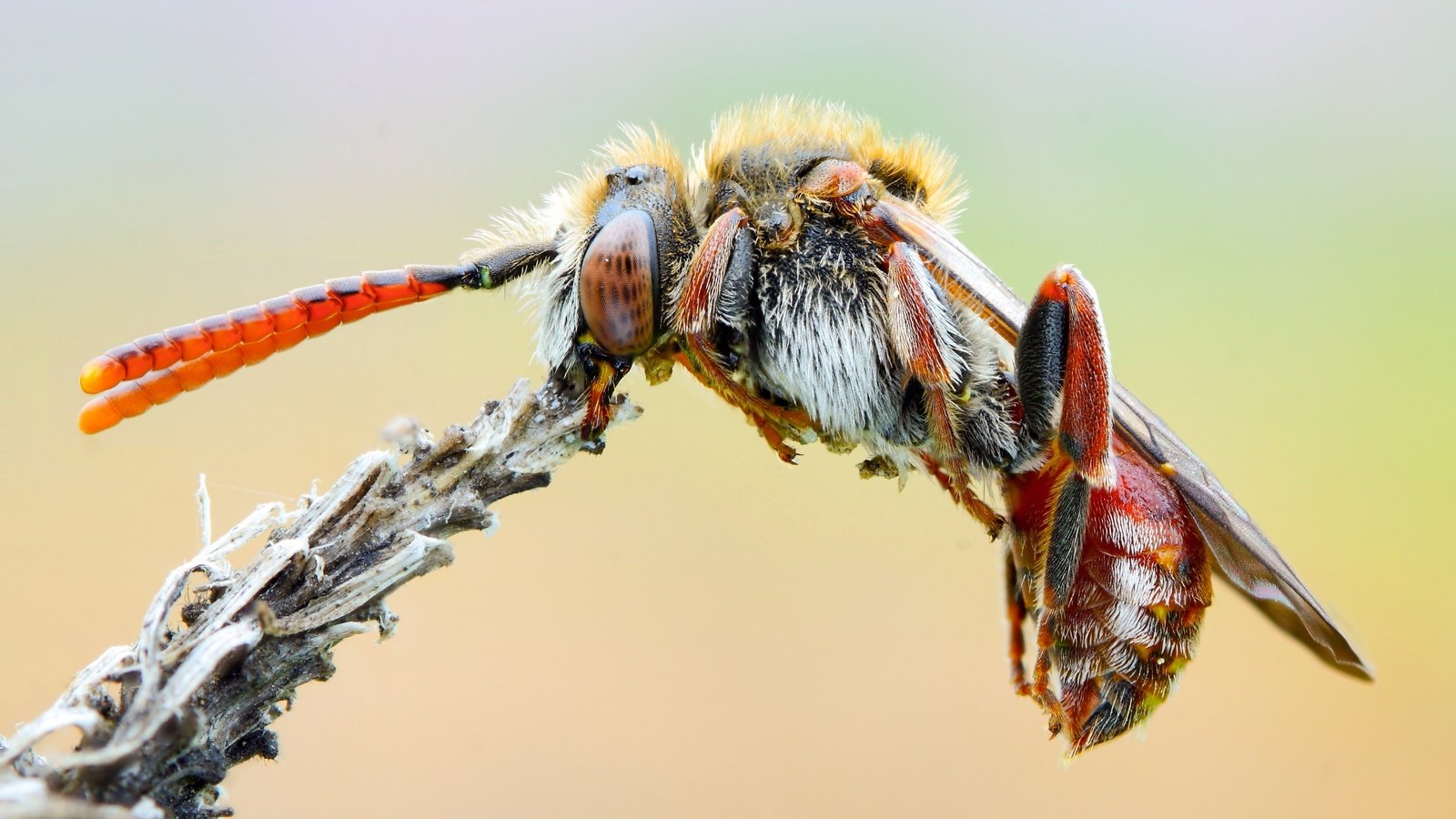 Обои природа, макро, насекомое, фон, растение, усики, пчела, оса, nature, macro, insect, background, plant, antennae, bee, osa разрешение 3587x2017 Загрузить