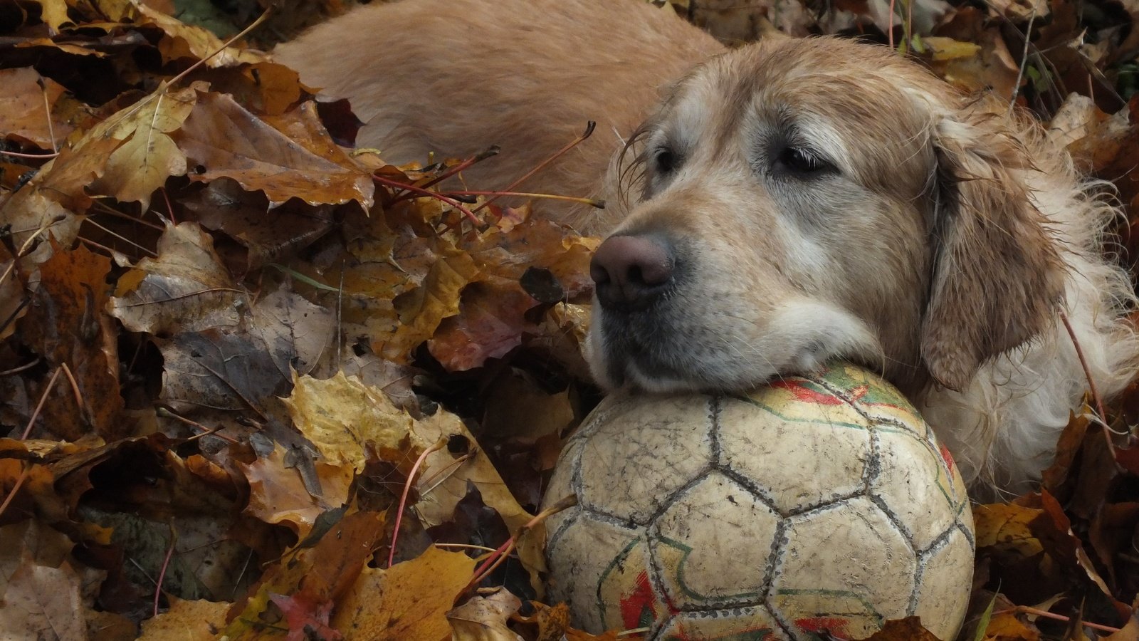 Обои листья, осень, собака, мяч, золотистый ретривер, leaves, autumn, dog, the ball, golden retriever разрешение 4608x3456 Загрузить