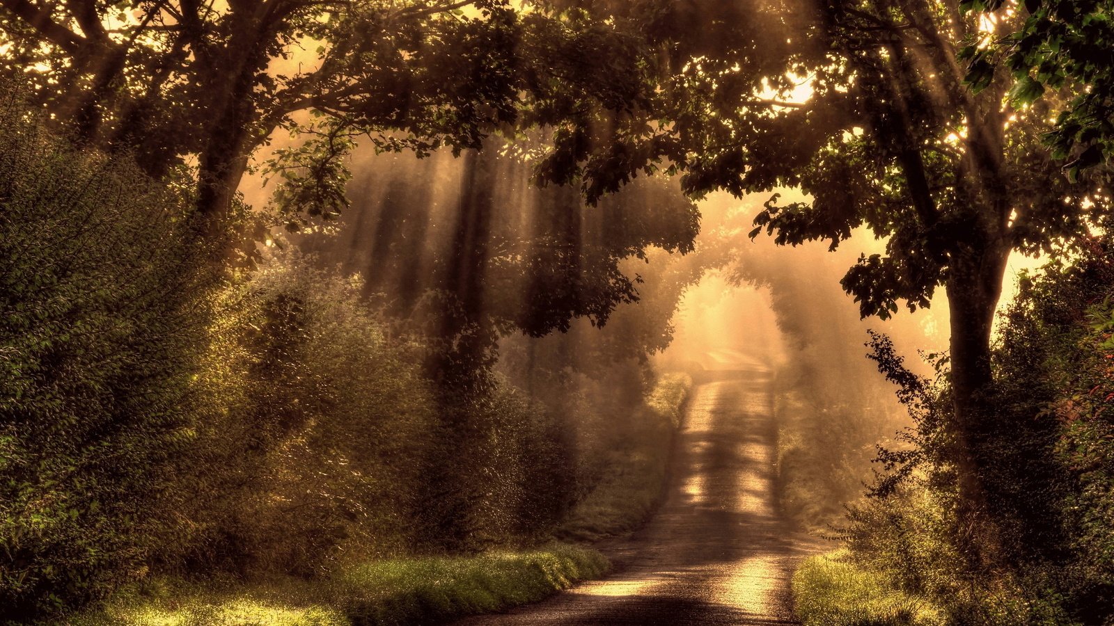 Обои свет, дорога, деревья, солнце, лес, лучи, утро, туман, light, road, trees, the sun, forest, rays, morning, fog разрешение 2047x1292 Загрузить