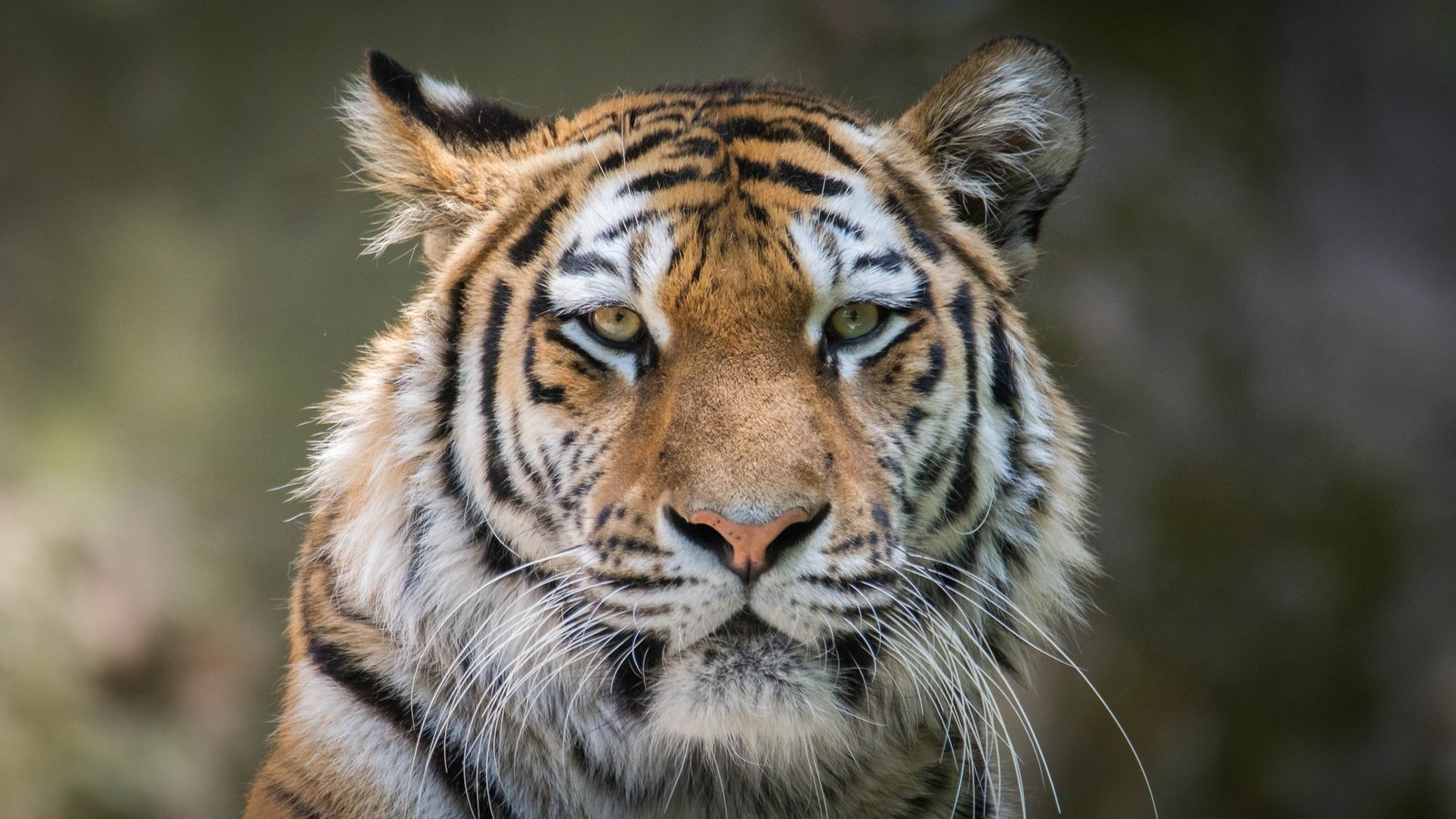 Обои тигр, морда, портрет, усы, взгляд, хищник, дикая кошка, tiger, face, portrait, mustache, look, predator, wild cat разрешение 2048x1280 Загрузить