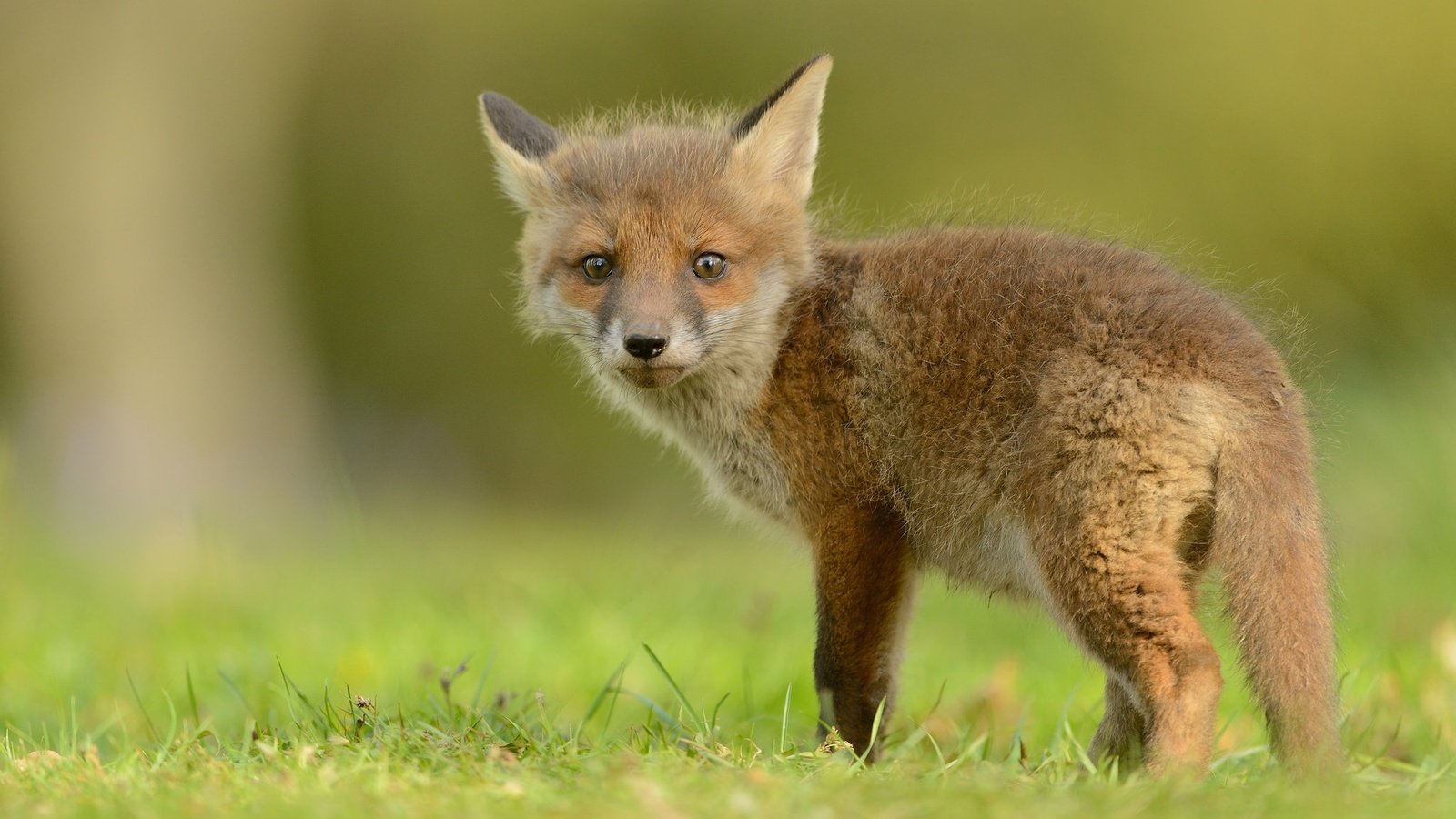 Обои трава, природа, зелень, лиса, лисица, хвост, лисенок, grass, nature, greens, fox, tail разрешение 2048x1152 Загрузить