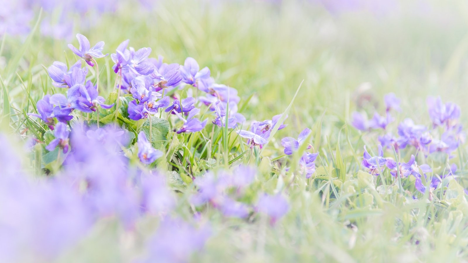 Обои цветы, трава, размытость, весна, фиалки, фиалка, flowers, grass, blur, spring, violet разрешение 2048x1367 Загрузить