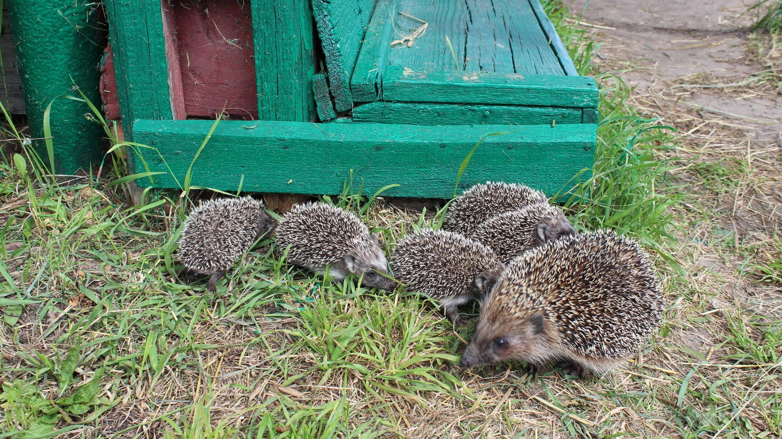 Обои трава, животные, маленькие, детеныши, семейство, grass, animals, small, cubs, family разрешение 2560x1600 Загрузить