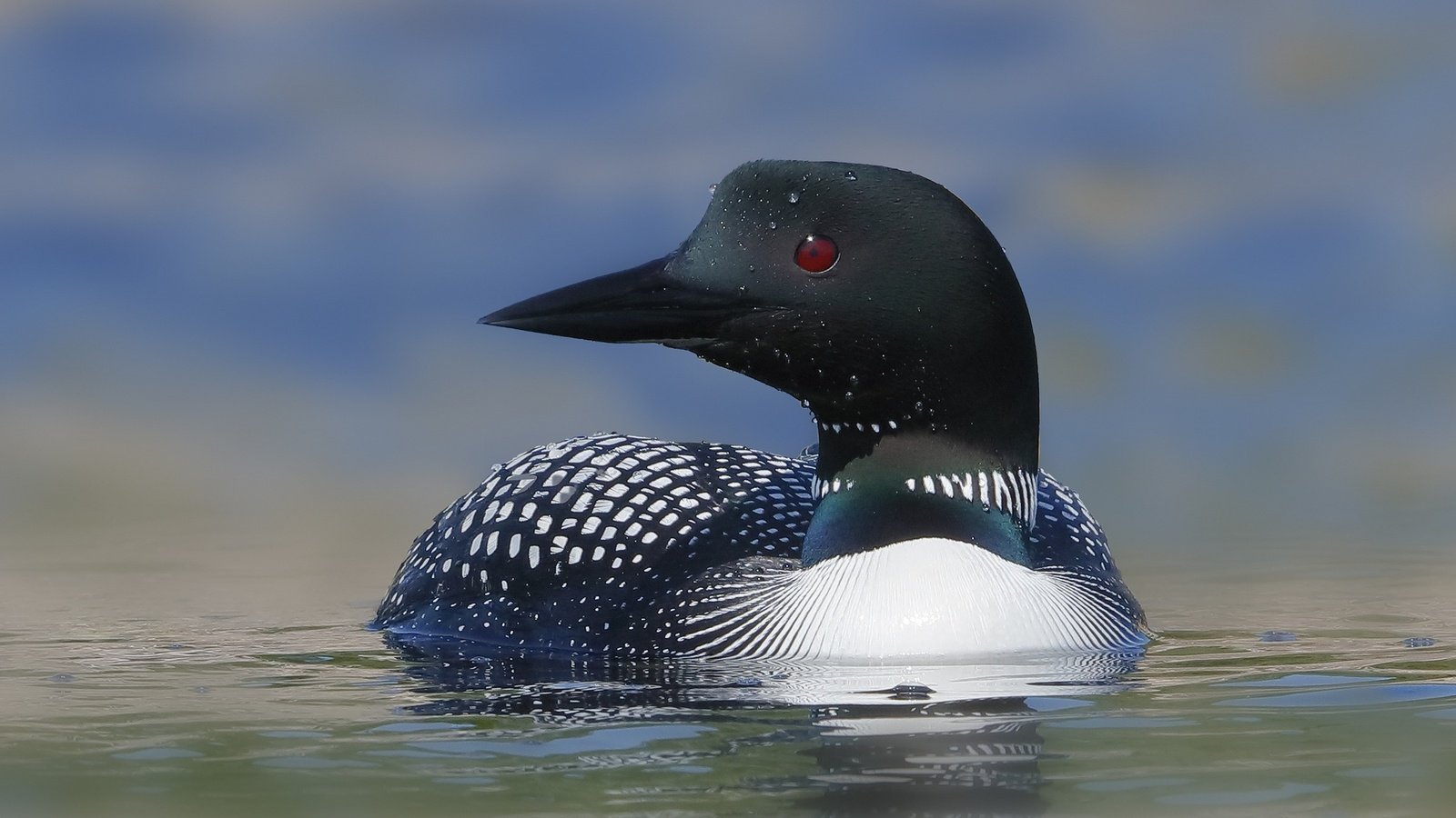 Обои вода, птица, клюв, перья, утка, плывет, water, bird, beak, feathers, duck, floats разрешение 2048x1365 Загрузить