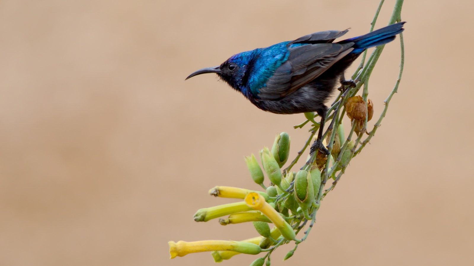 Обои цветы, ветка, природа, фон, птица, клюв, перья, нектарница, flowers, branch, nature, background, bird, beak, feathers, the sunbird разрешение 3547x2350 Загрузить