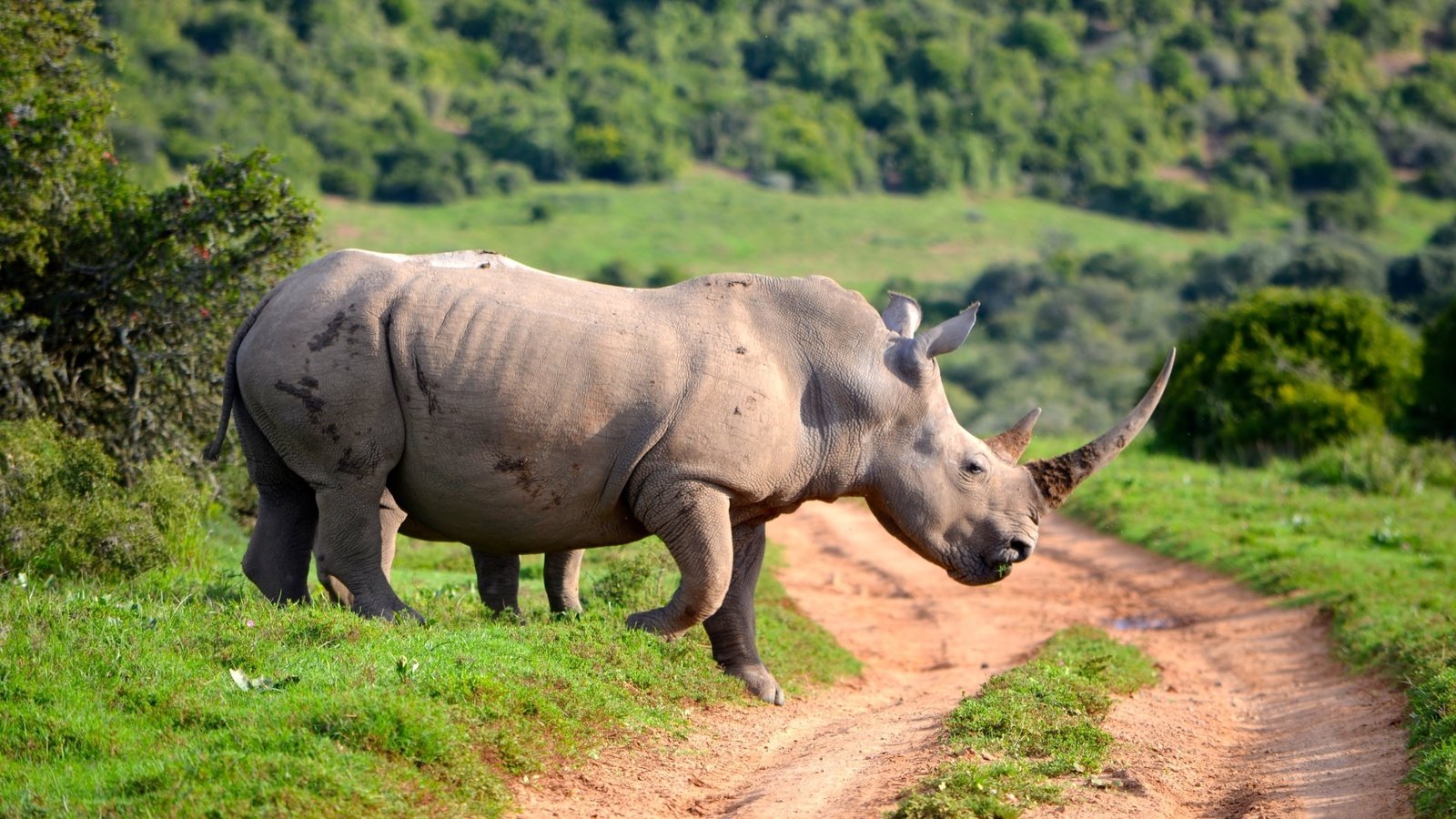 Обои дорога, животные, носорог, рог, road, animals, rhino, horn разрешение 3840x2160 Загрузить
