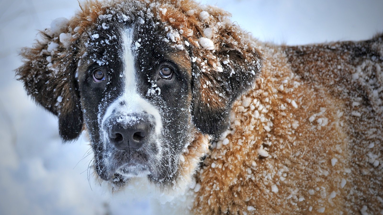 Обои морда, снег, зима, взгляд, собака, сенбернар, face, snow, winter, look, dog, st. bernard разрешение 3336x2222 Загрузить