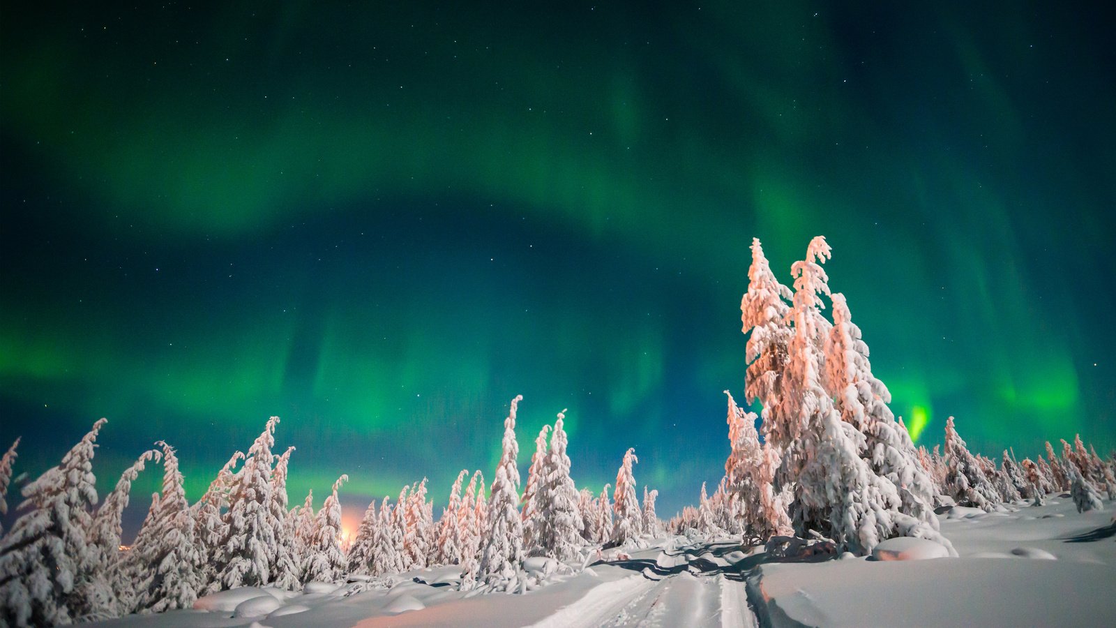 Обои небо, деревья, снег, лес, зима, северное сияние, ели, the sky, trees, snow, forest, winter, northern lights, ate разрешение 4000x2250 Загрузить