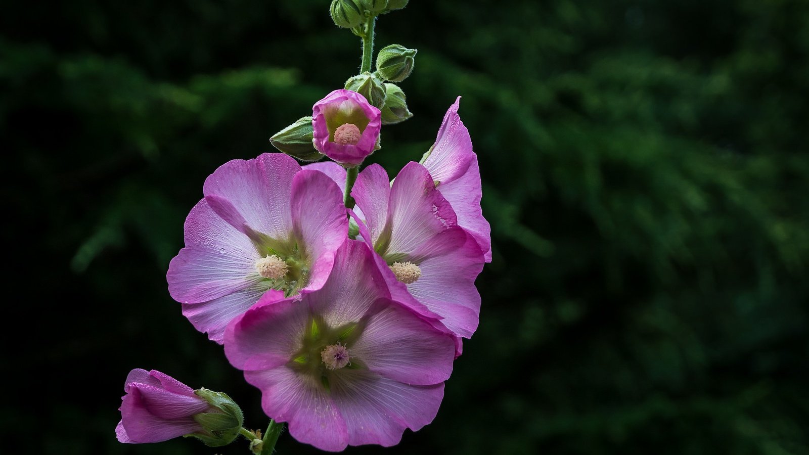 Обои цветы, лепестки, розовые, боке, мальва, flowers, petals, pink, bokeh, mallow разрешение 2048x1451 Загрузить