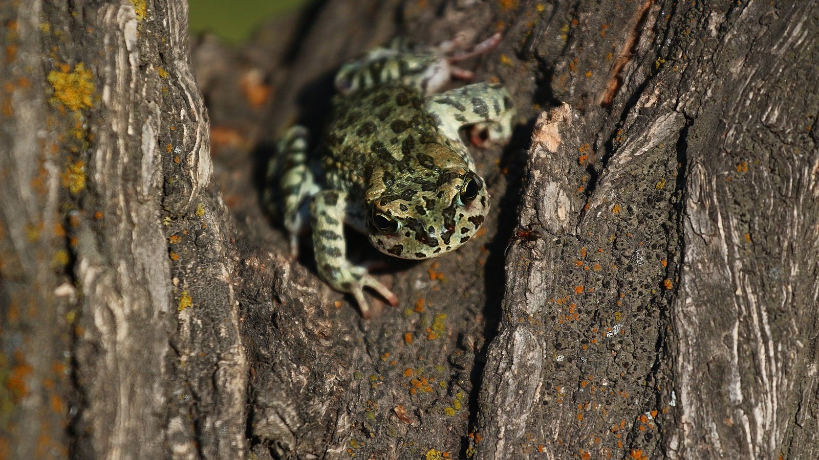 Обои дерево, лягушка, кора, tree, frog, bark разрешение 1920x1280 Загрузить