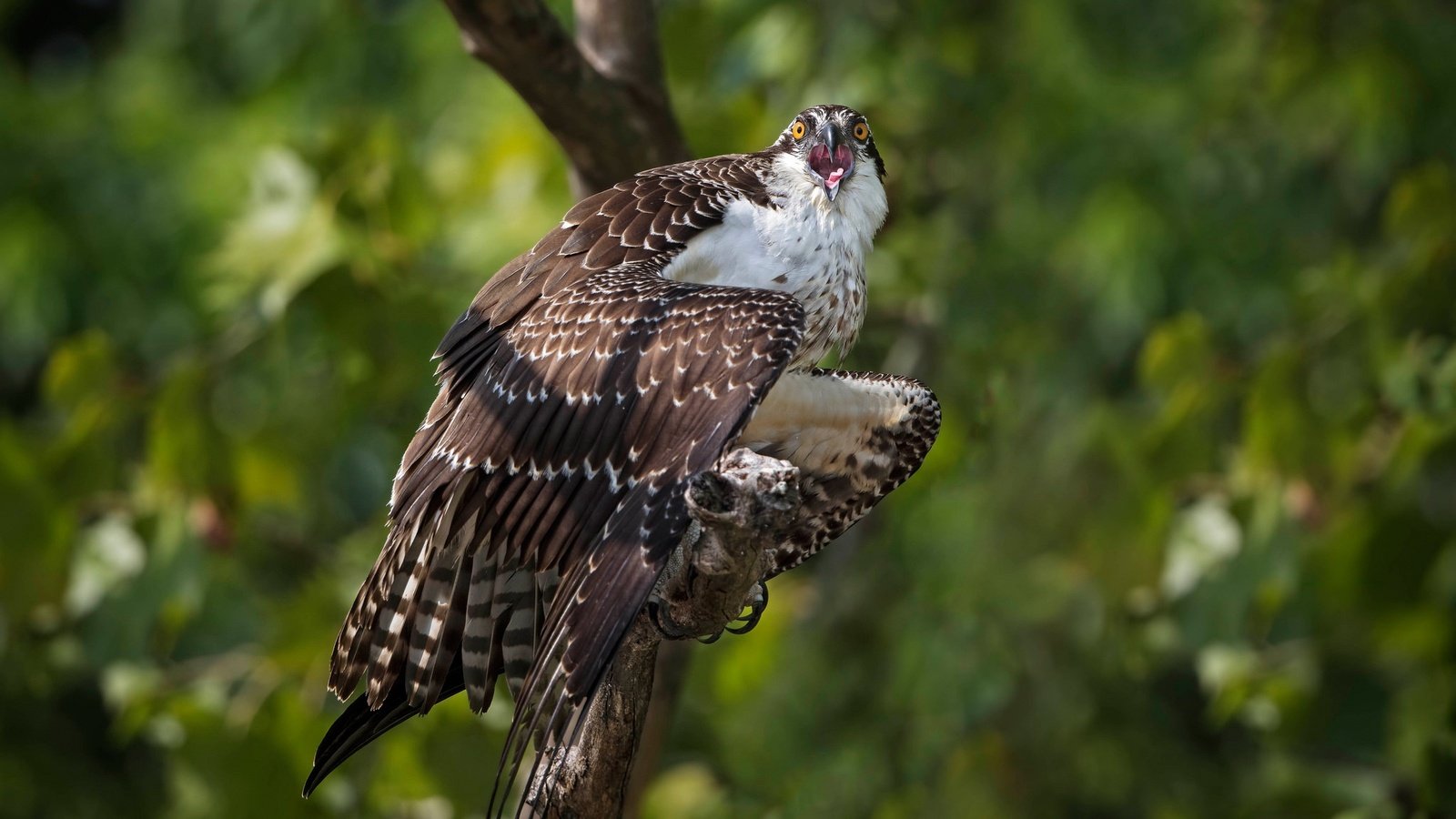 Обои дерево, птица, боке, скопа, tree, bird, bokeh, osprey разрешение 2048x1489 Загрузить