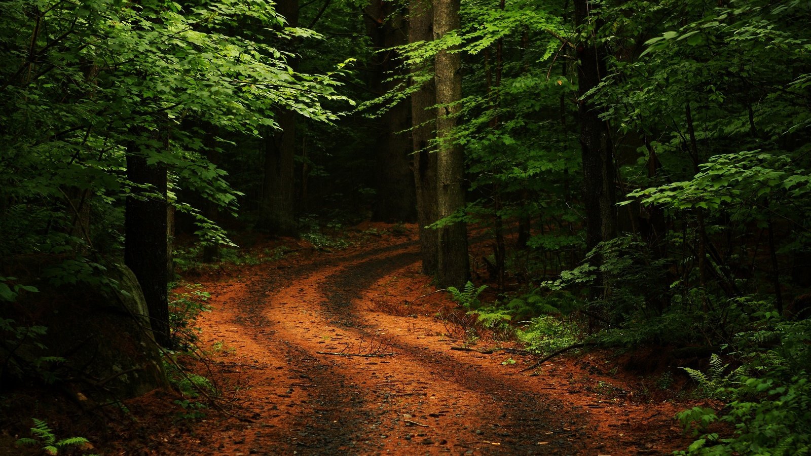 Обои дорога, деревья, природа, зелень, лес, поворот, road, trees, nature, greens, forest, turn разрешение 2560x1600 Загрузить