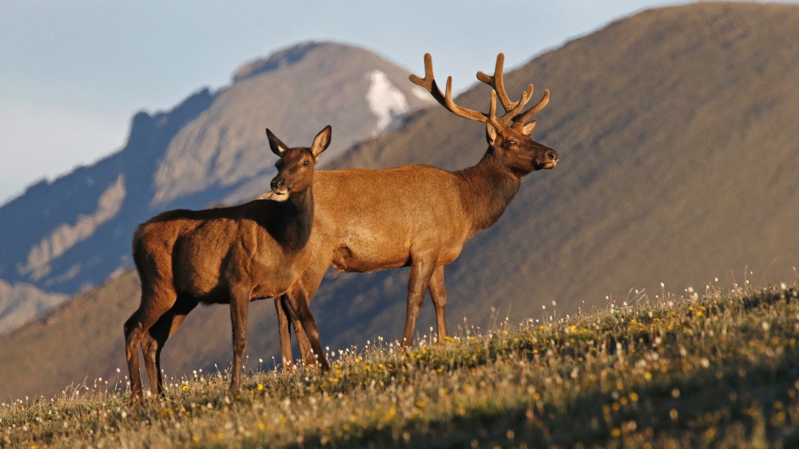 Обои горы, природа, рога, олени, олень благородный, вапити, mountains, nature, horns, deer, wapiti разрешение 2048x1275 Загрузить