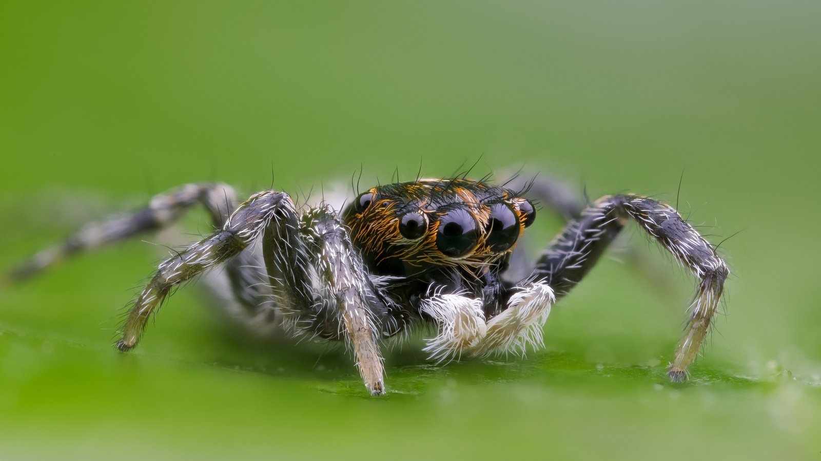 Обои глаза, макро, насекомое, паук, волоски, лапки, боке, eyes, macro, insect, spider, hairs, legs, bokeh разрешение 2000x1333 Загрузить