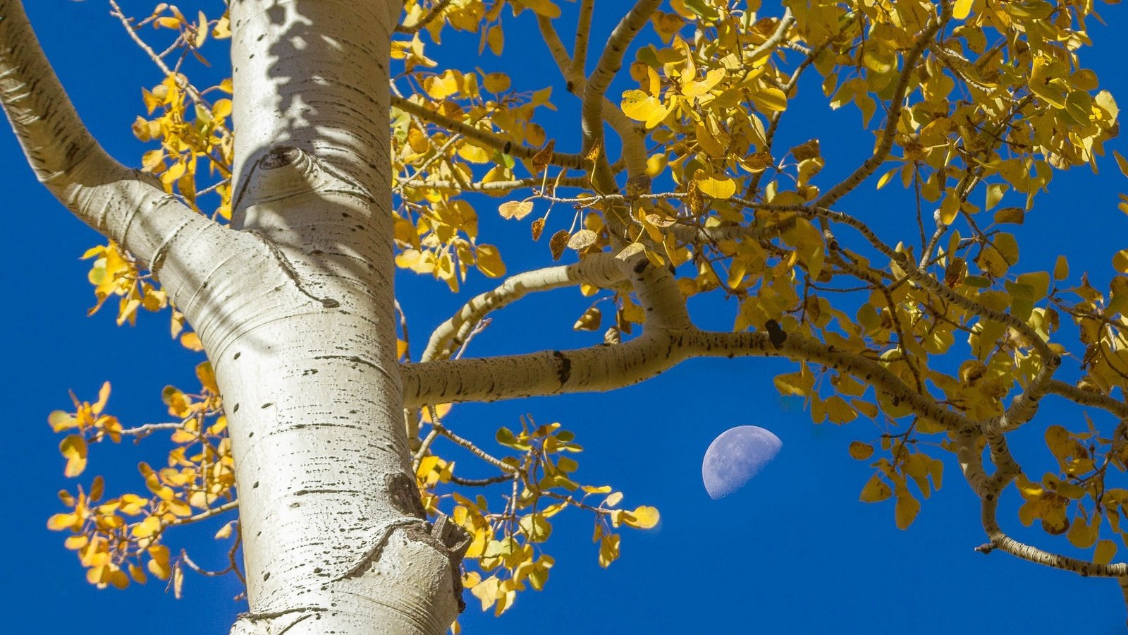 Обои небо, осина, дерево, листья, ветки, осень, луна, ствол, кора, the sky, aspen, tree, leaves, branches, autumn, the moon, trunk, bark разрешение 2048x1320 Загрузить