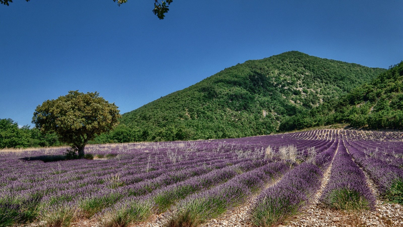 Обои небо, цветы, дерево, поле, лаванда, холм, the sky, flowers, tree, field, lavender, hill разрешение 2500x1560 Загрузить