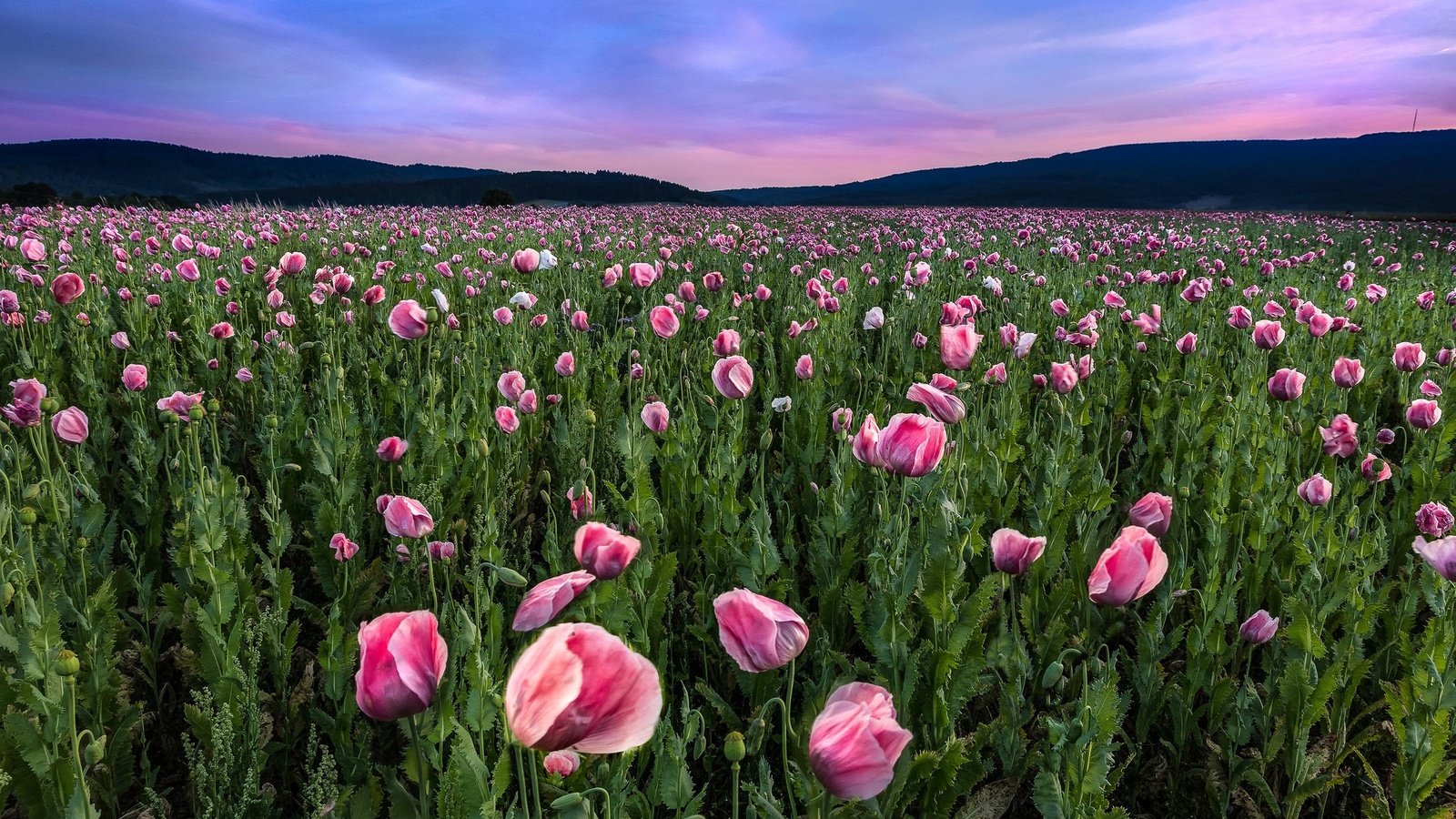 Обои цветы, пейзаж, поле, горизонт, маки, flowers, landscape, field, horizon, maki разрешение 2048x1365 Загрузить