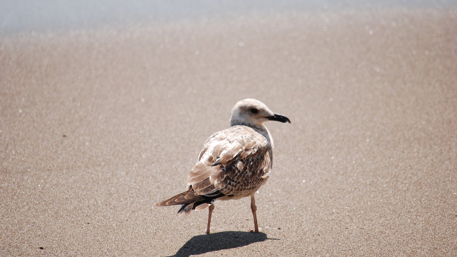 Обои песок, чайка, птица, клюв, перья, sand, seagull, bird, beak, feathers разрешение 3872x2592 Загрузить