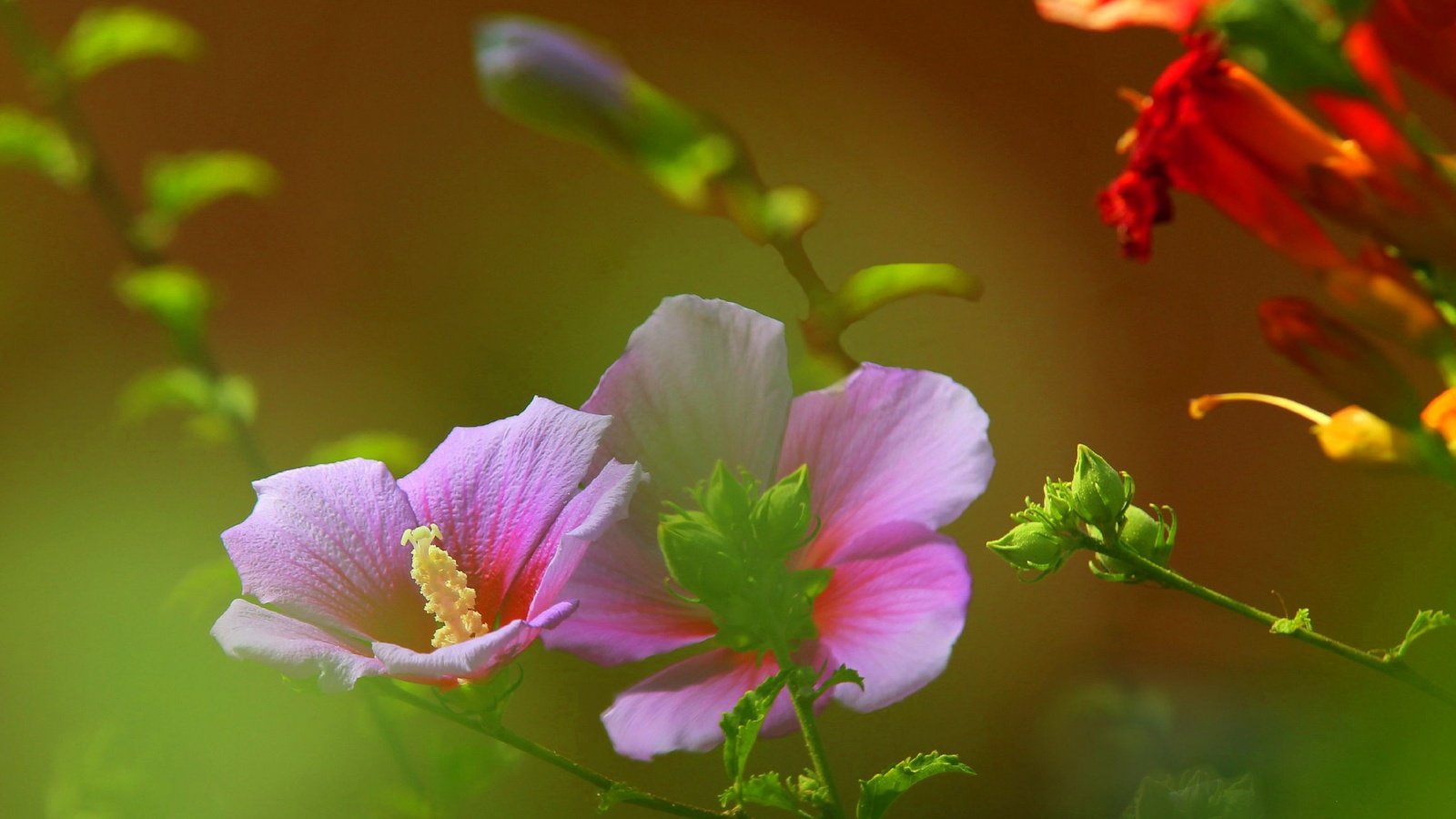 Обои цветы, поле, лепестки, луг, растение, стебель, мальва, flowers, field, petals, meadow, plant, stem, mallow разрешение 2316x1438 Загрузить