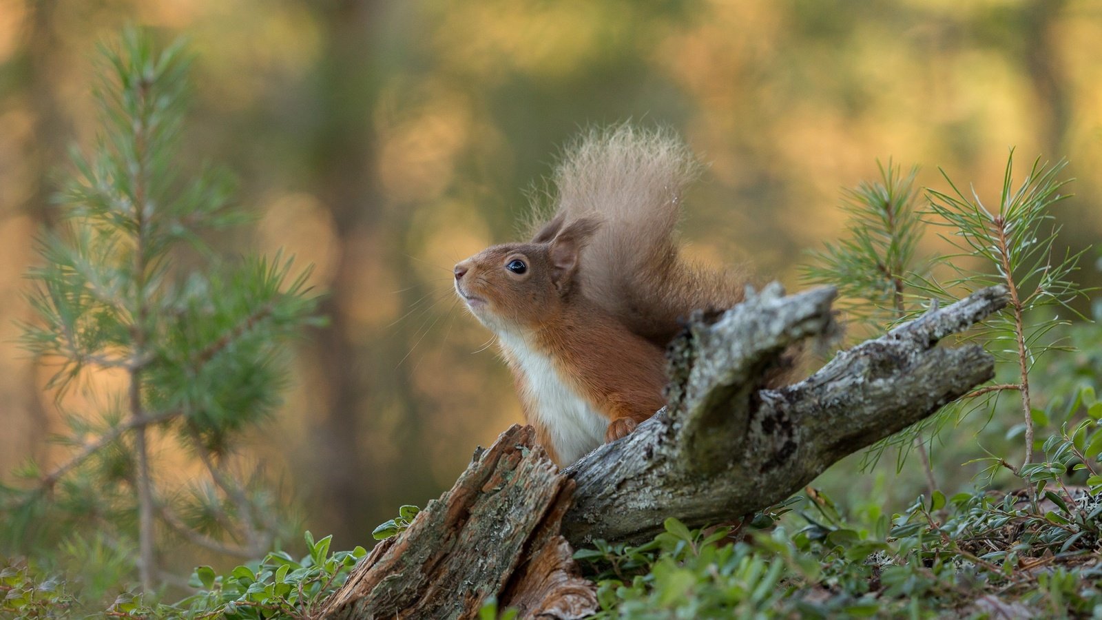 Обои природа, белка, зверек, хвост, белочка, nature, protein, animal, tail, squirrel разрешение 2048x1365 Загрузить