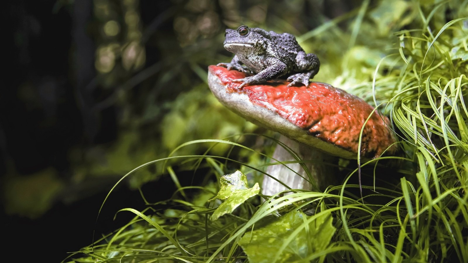 Обои трава, природа, растения, животные, лягушка, гриб, grass, nature, plants, animals, frog, mushroom разрешение 2048x1322 Загрузить