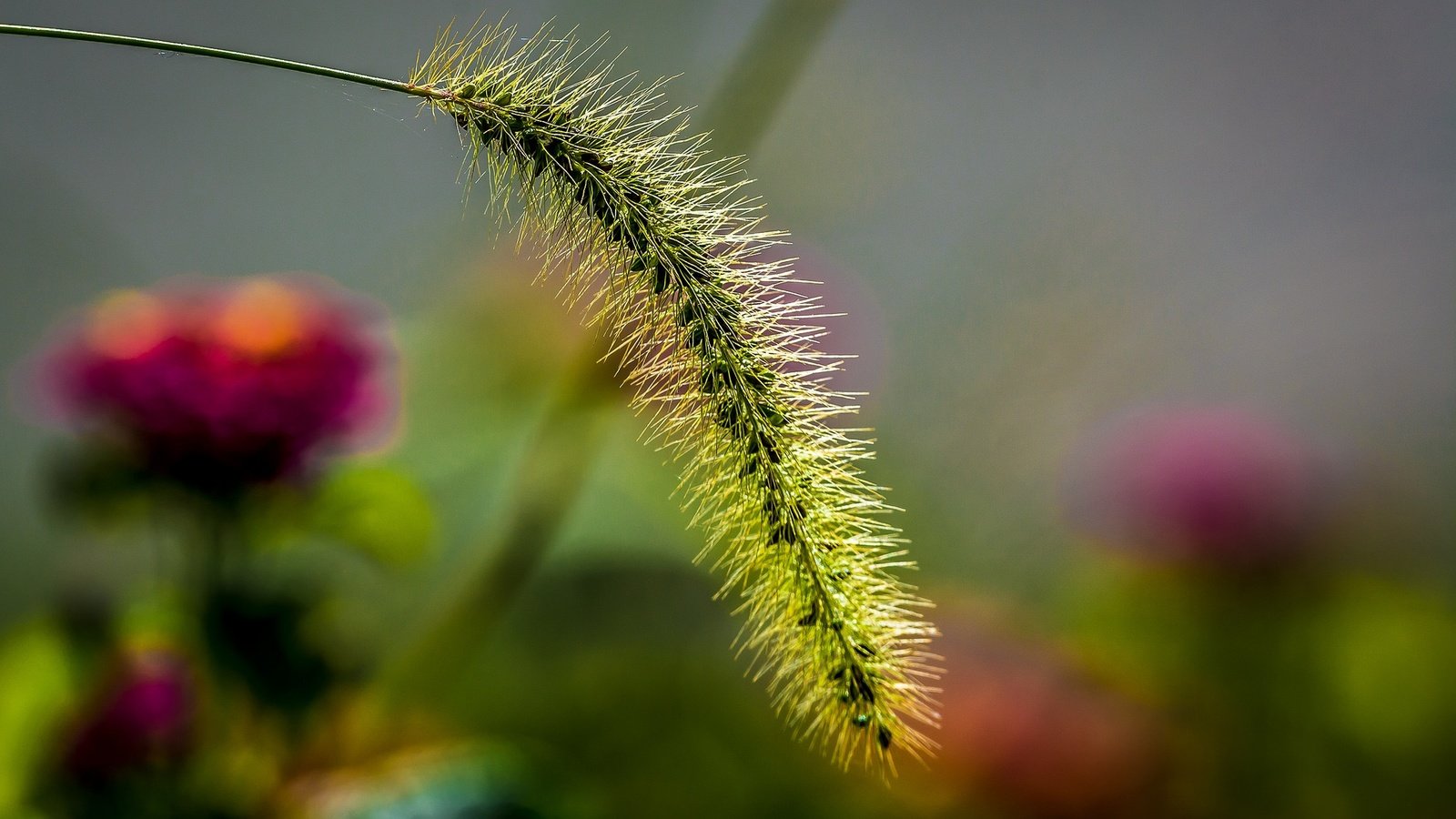 Обои природа, макро, колосок, боке, травинка, nature, macro, spike, bokeh, a blade of grass разрешение 2048x1323 Загрузить